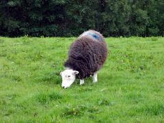 ハードウィックシャー種羊