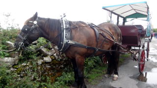 アラン島の働く馬・馬車