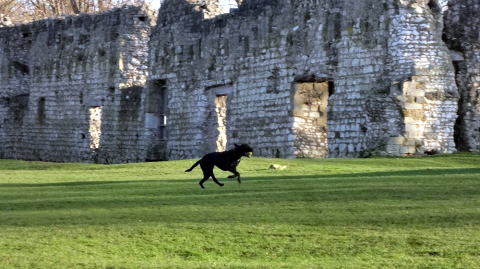 修道院廃墟内で遊ぶ犬