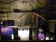 Massospondylus