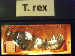 ティラノサウルスの下あごの骨