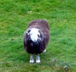 ハードウィック種の羊