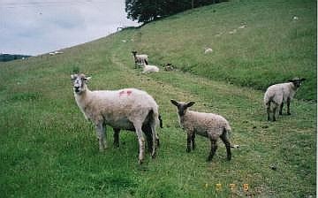 羊たち