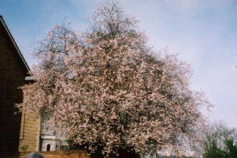 ロンドンの桜