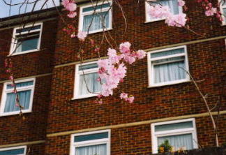 ロンドンの桜２