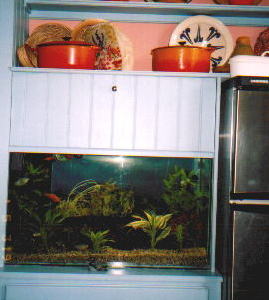 冷蔵庫の隣の熱帯魚